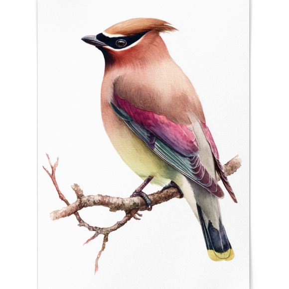 Watercolor Cedar Waxwing Bird Portrait Wall Art Print, Unframed - Vibrant Nature - Picture 2 of 7